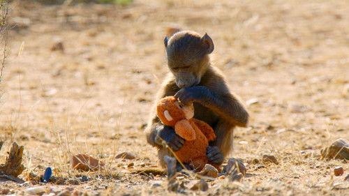 Animals at Play Season 1 Episode 2 - Playing Together