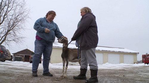 The Incredible Dr. Pol Season 18 Episode 1 - Love Wool Find a Way