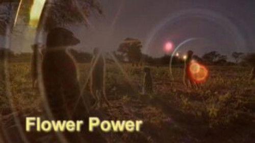 Meerkat Manor Season 1 Episode 10 - Flower Power