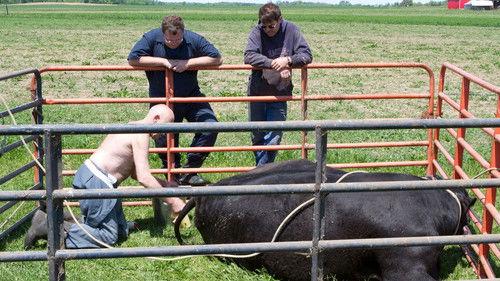 The Incredible Dr. Pol Season 2 Episode 8 - The Cow Jumped Over The Moon