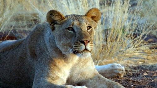 Nature Season 26 Episode 5 - The Desert Lions