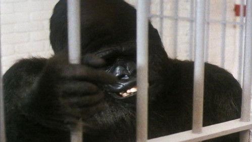 St. Elsewhere Season 4 Episode 14 - Family Ties