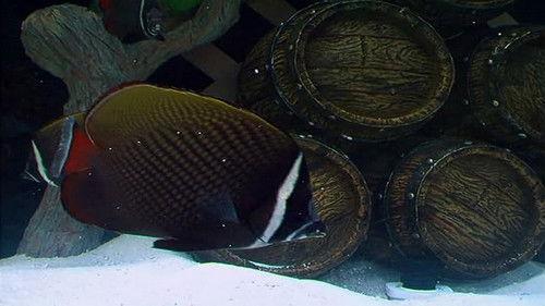 Tanked Season 3 Episode 5 - Spin the Bottles