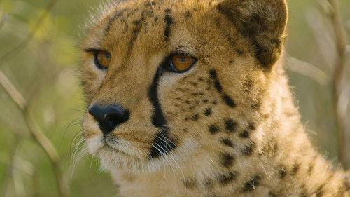 Dyrepasserne Season 11 Episode 1 - Episode 1