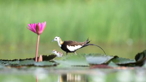 Parenthood Season 1 Episode 4 - Freshwater