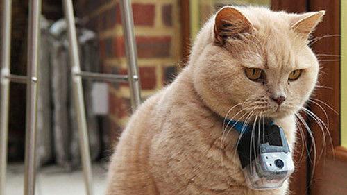 Horizon Season 50 Episode 12 - Little Cat Diaries