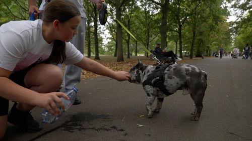 Enquête Season 18 Episode 13 - Episode 13