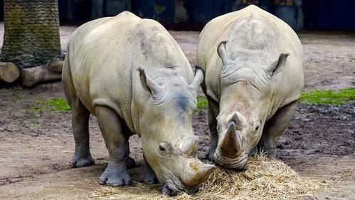 Het Echte Leven in de ZOO Season 1 Episode 5 - Episode 5