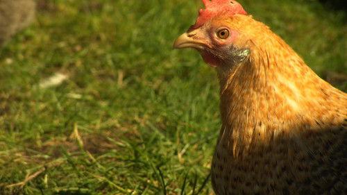 Dyrepasserne Season 3 Episode 5 - Episode 5