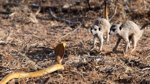 Meet The Meerkats Season 1 Episode 3 - Rise of the Rebels