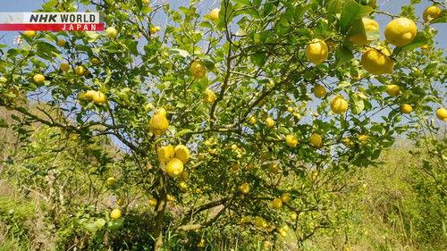 Journeys in Japan Season 14 Episode 13 - Tobishima Kaido: Taking It Slow on Golden Isles