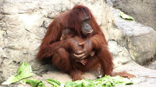 Secrets of the Zoo: Tampa Season 3 Episode 3 - Orangagang