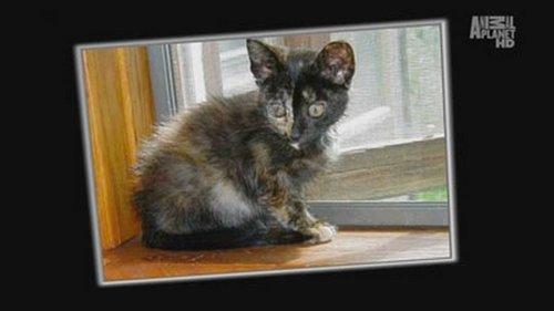 My Cat from Hell Season 4 Episode 2 - Roommates from Hell