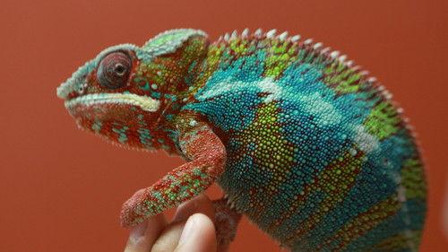 Dr. K's Exotic Animal ER Season 2 Episode 5 - One Fat Parakeet