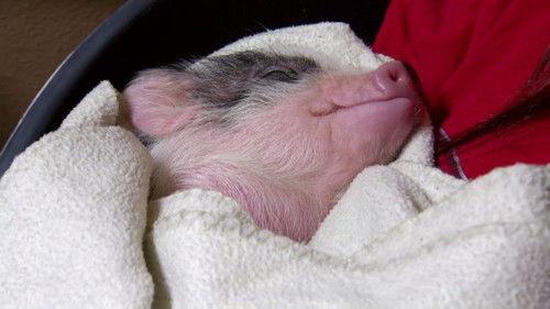 Dr. Jeff: Rocky Mountain Vet Season 1 Episode 2 - Whatever It Takes