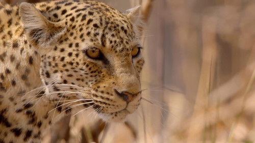Africa's Hunters Season 1 Episode 1 - The Hungry Leopard