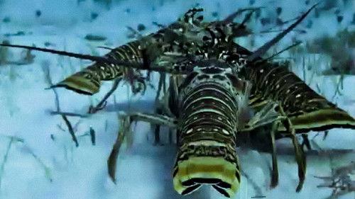 Trials of Life Season 1 Episode 5 - Finding the Way