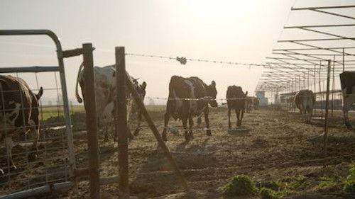 Rotten Season 1 Episode 5 - Milk Money