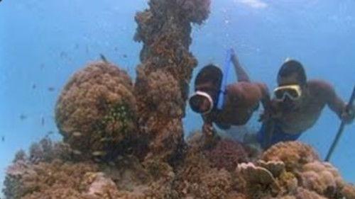 Nature Season 20 Episode 7 - Africa: Leopards of Zanzibar