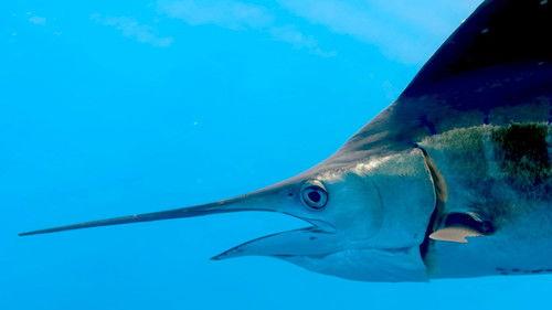 The Americas Season 1 Episode 8 - The Caribbean