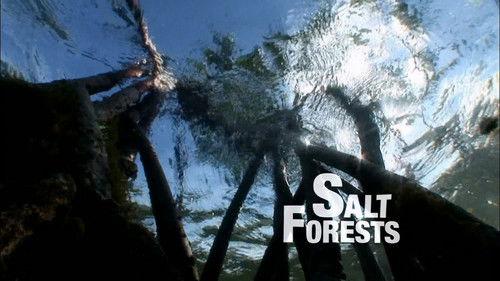 Water Life Season 1 Episode 14 - Salt Forests