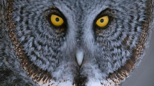 Earthsounds Season 1 Episode 9 - Winter Woodlands