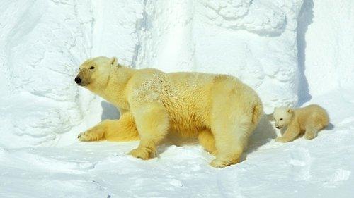 undefined Season 1 Episode 1 - From Pole to Pole