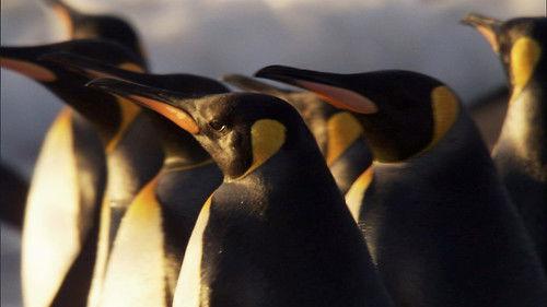 Frozen Planet Season 1 Episode 3 - Summer