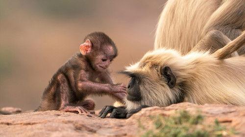 Nature Season 44 Episode 6 - Parenthood: Grasslands