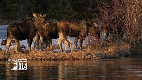 Den stora älgvandringen Season 1 Episode 14 - Slow tv day 14