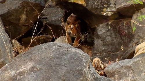 Natural World Season 35 Episode 4 - Growing Up Wild