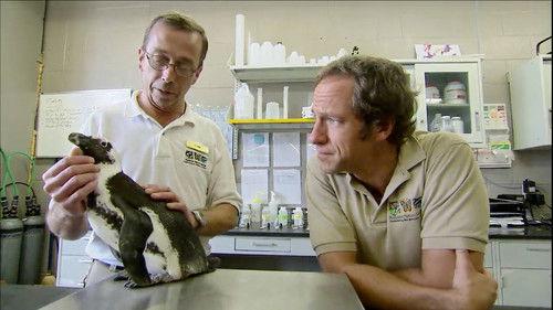 Dirty Jobs Season 2 Episode 18 - Penguin Keeper