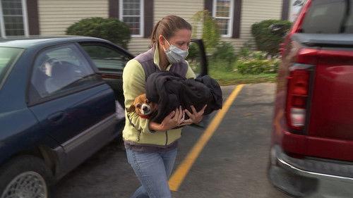 The Incredible Dr. Pol Season 19 Episode 1 - The Magic Touch