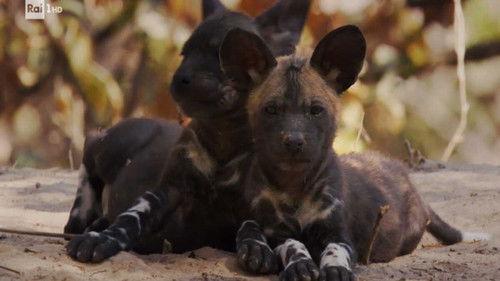 Superquark Season 26 Episode 4 - The wild dogs