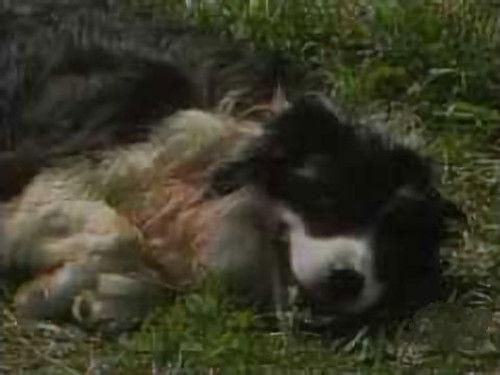 The Littlest Hobo Season 5 Episode 18 - Sheep in Wolf's Clothing