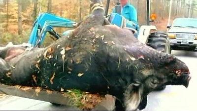 MonsterQuest Season 2 Episode 1 - Mega Hog