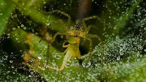 Wild City Season 1 Episode 6 - Secret World