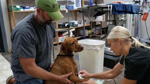 Heartland Docs, DVM Season 4 Episode 4 - Lights, Camera, Auction!