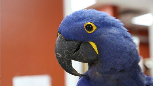 Dr. K's Exotic Animal ER Season 4 Episode 7 - Pain in the Beak