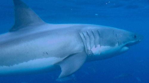 Four Corners Season 56 Episode 2 - Shark Alarm