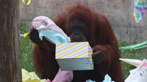 Secrets of the Zoo Season 3 Episode 1 - Dhole Lotta Love