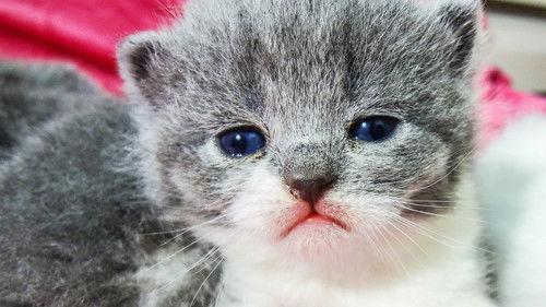 Too Cute Season 5 Episode 3 - Chatty Kittens