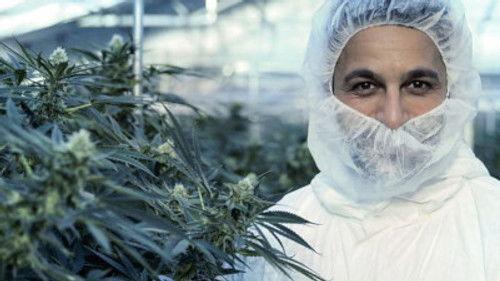 Horizon Season 56 Episode 6 - Cannabis: Miracle Medicine or Dangerous Drug?