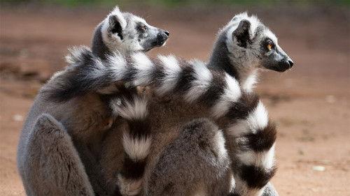 Nature Season 32 Episode 8 - Love in the Animal Kingdom