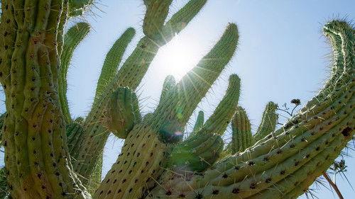 The Green Planet Season 1 Episode 4 - Desert Worlds