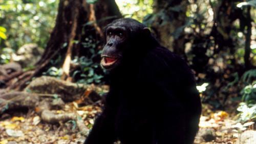 Nature Season 14 Episode 11 - Jane Goodall's Wild Chimpanzees