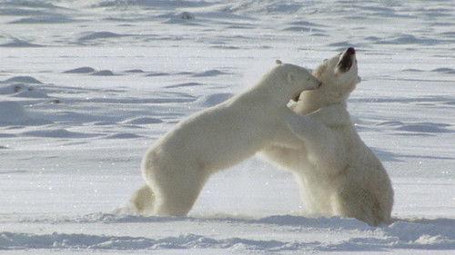 Animal Fight Night Season 5 Episode 1 - Dare or Die