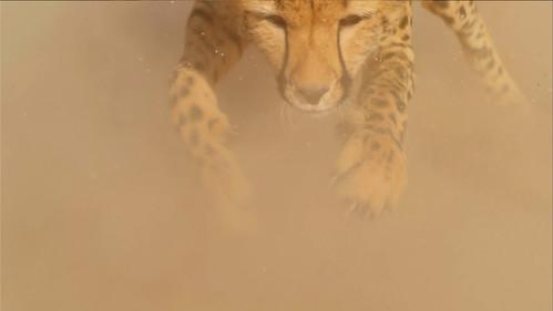 Big Cats Season 1 Episode 1 - Episode 1