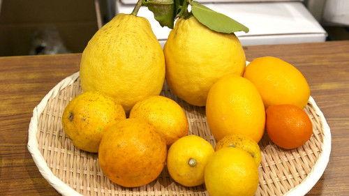 Trails to Oishii Tokyo Season 1 Episode 2 - LEMONS