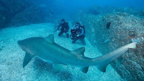 Super Shark Highway Season 1 Episode 4 - The Social Network